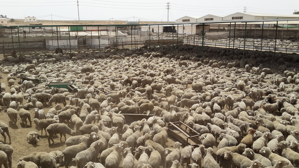 qatar company for meat and livestock trading